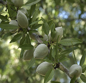 عشّاق