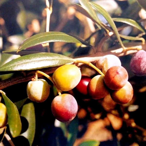 Arbequina