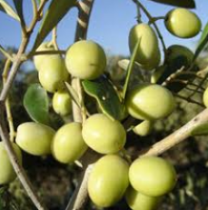 Arbosana