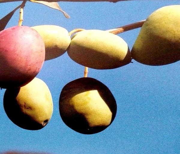 Ascolana