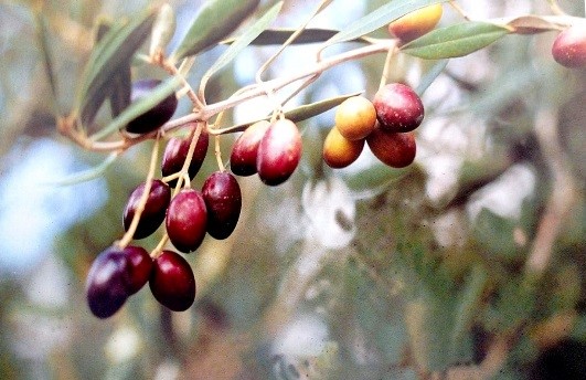 Chemlali Sfax