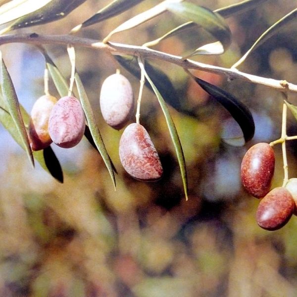 Cornecabra