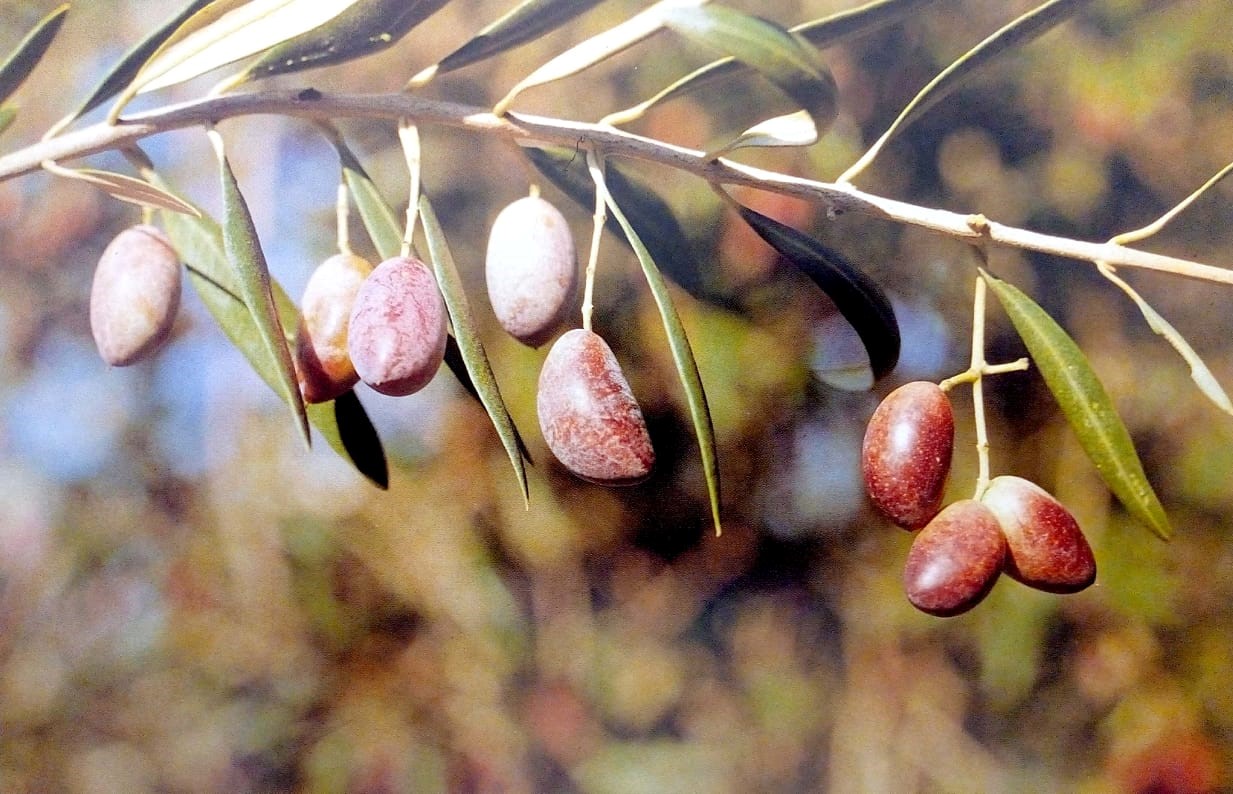 Cornecabra
