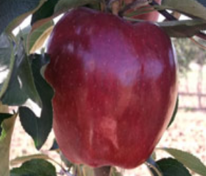 Early Red One