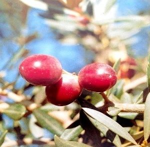 Gerboui