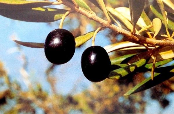 Manzanilla