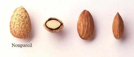 Nonpareil – Image 2
