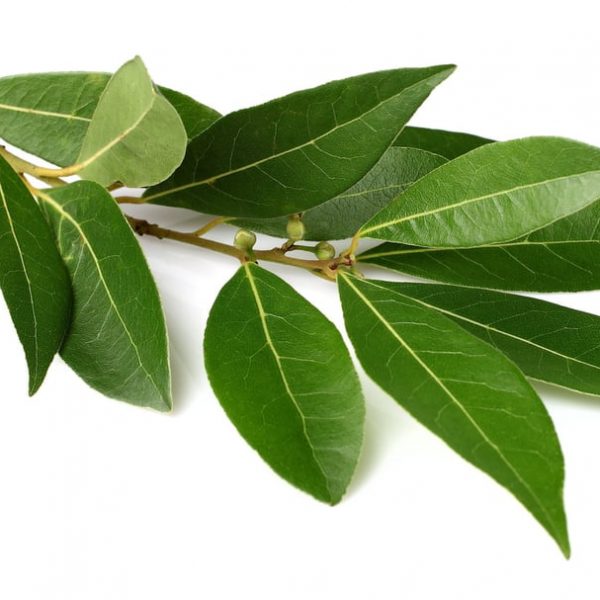 Laurier (Laurus nobilis)