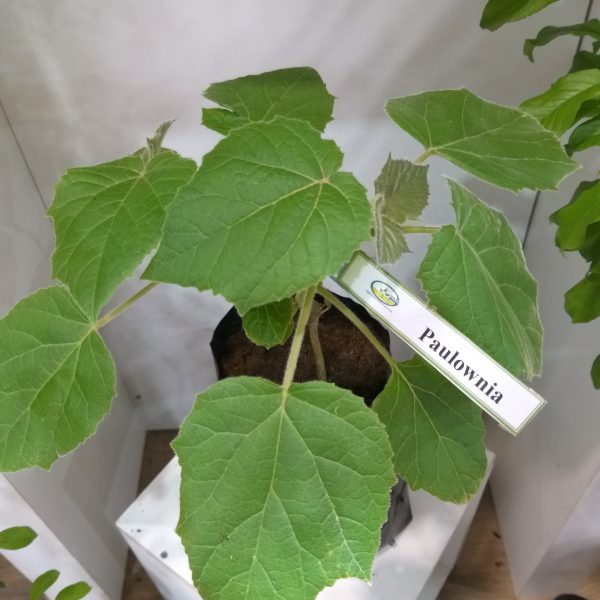 Paulownia