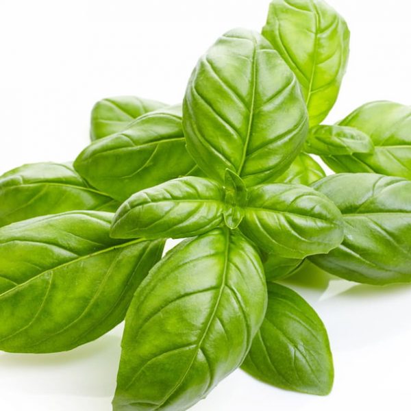 Basilic (Ocimum basilicum)