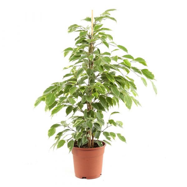 Ficus