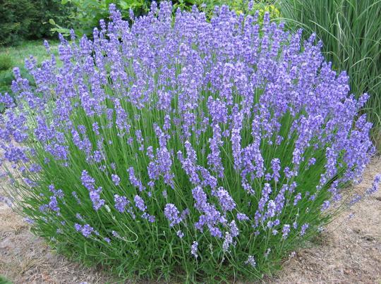 Lavande (Lavandula)