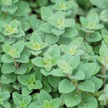 Marjolaine (Origanum majorana)