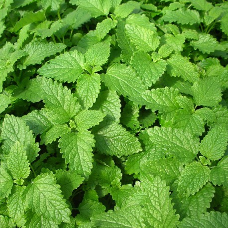 Mélisse (Melissa officinalis)