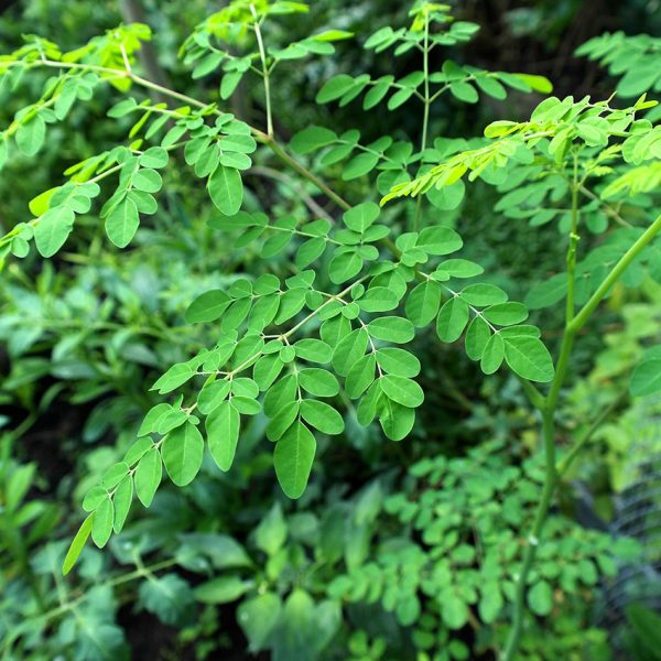 Moringa (Moringa oleifera)