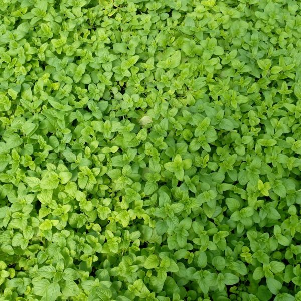 Origan (Origanum vulgare)