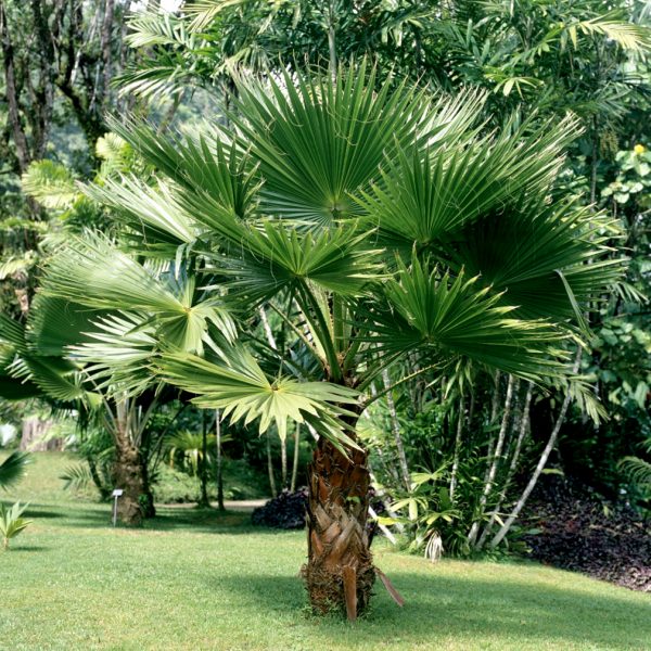 Palmier Washingtonia