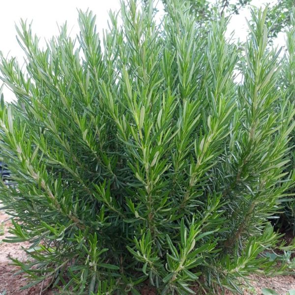 Romarin (Rosmarinus)