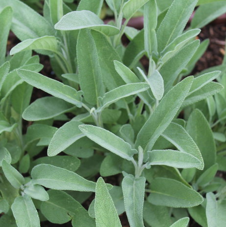 Sauge (Salvia officinalis)
