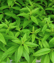 Verveine (Aloysia citrodora)