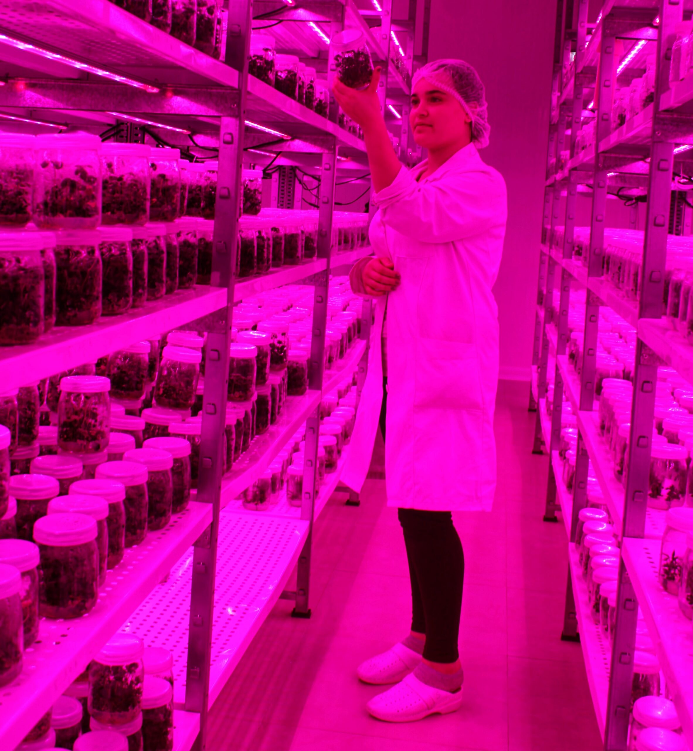 Plants In Vitro