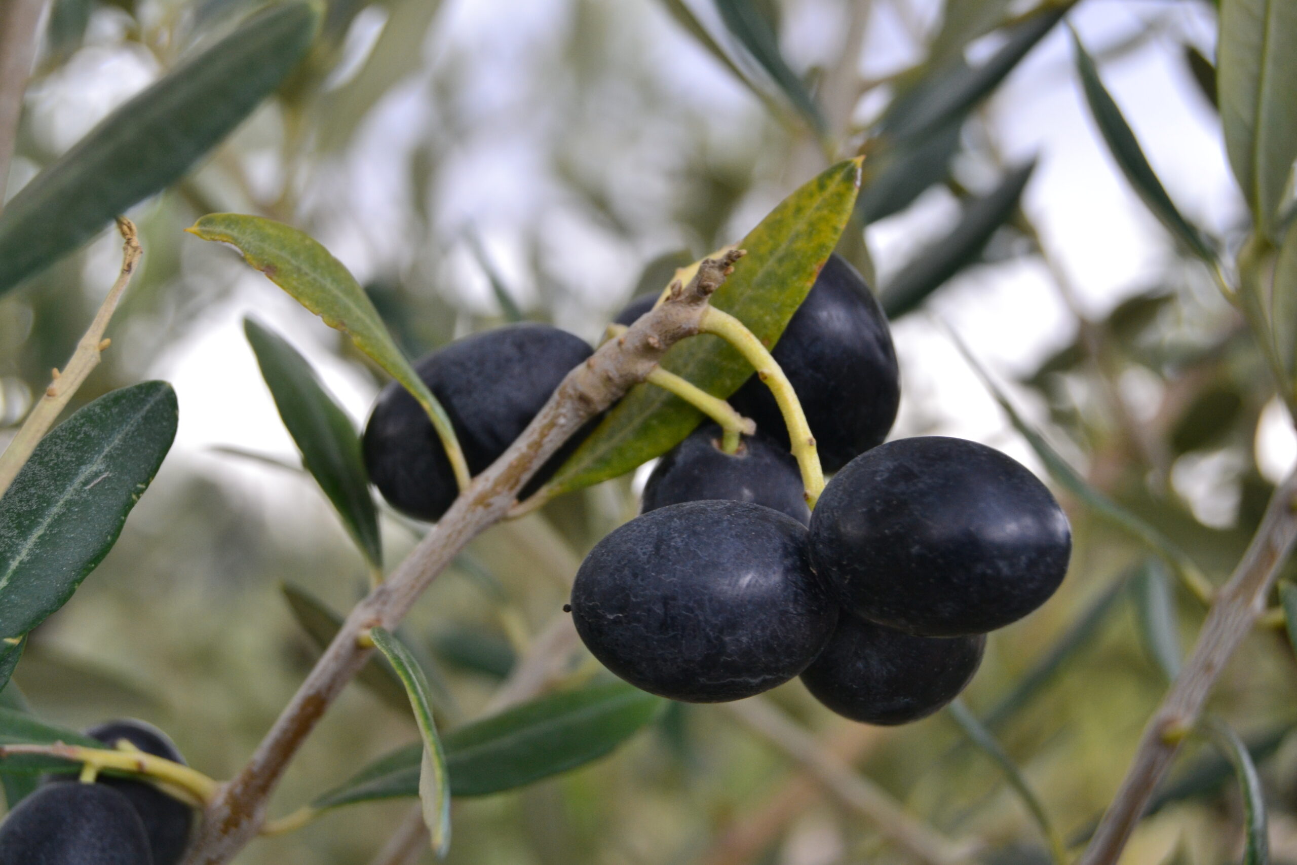 Plants d’olivier