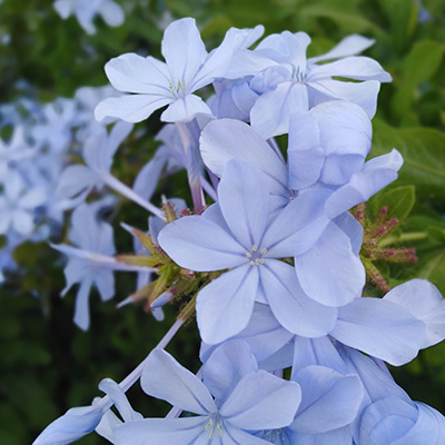 Fleur bleu