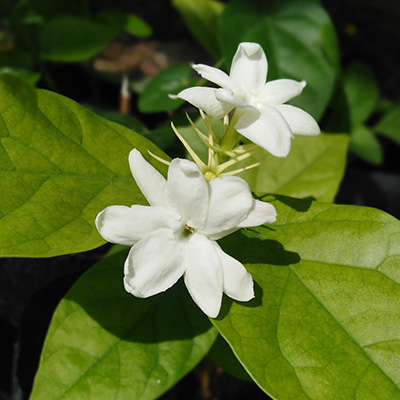 Fleur de jasmin
