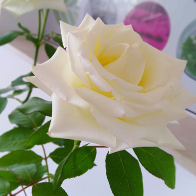 Rose blanc