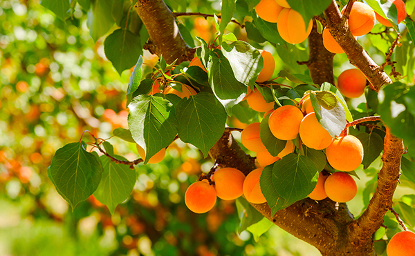 Plants fruitiers