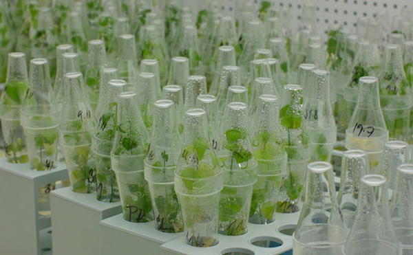 Plants In Vitro