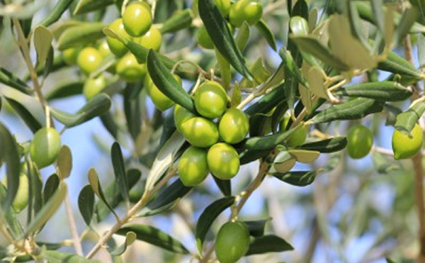 Plants d'olivier