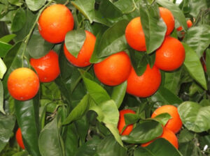 Minneola